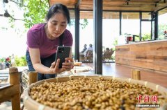“中国咖啡第一村”：咖旅
